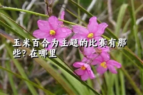 玉米百合为主题的比赛有那些？在哪里