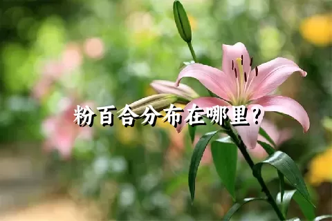 粉百合分布在哪里?