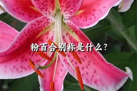 粉百合别称是什么？