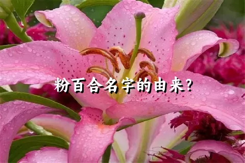 粉百合名字的由来？