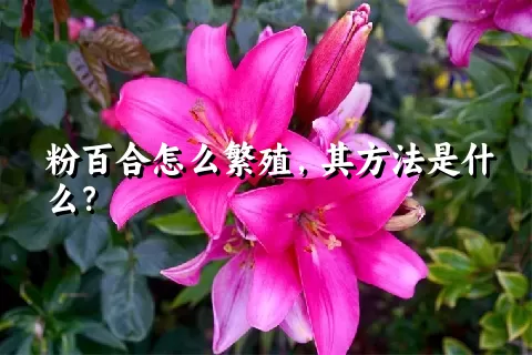 粉百合怎么繁殖，其方法是什么？