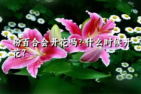 粉百合会开花吗？什么时候开花？