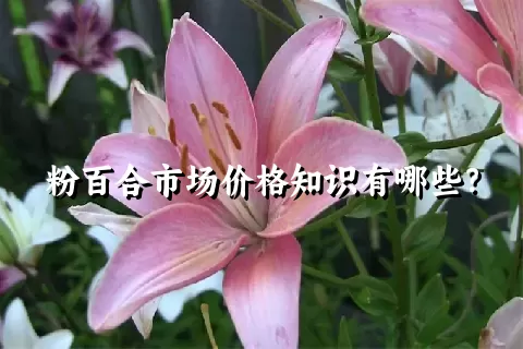 粉百合市场价格知识有哪些？