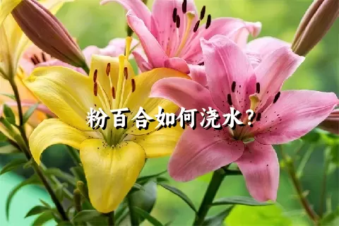 粉百合如何浇水？