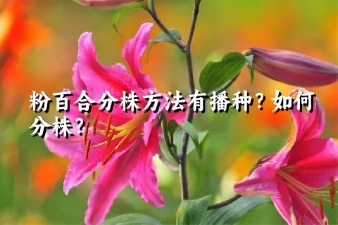 粉百合分株方法有播种？如何分株？