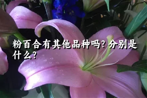 粉百合有其他品种吗？分别是什么？