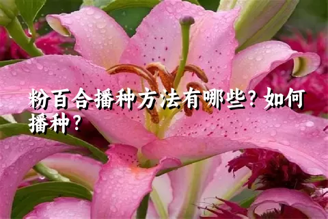 粉百合播种方法有哪些？如何播种？