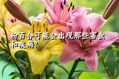 粉百合可能会出现那些害虫和疾病？