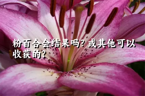 粉百合会结果吗？或其他可以收获的？