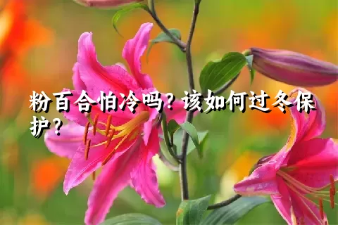 粉百合怕冷吗？该如何过冬保护？