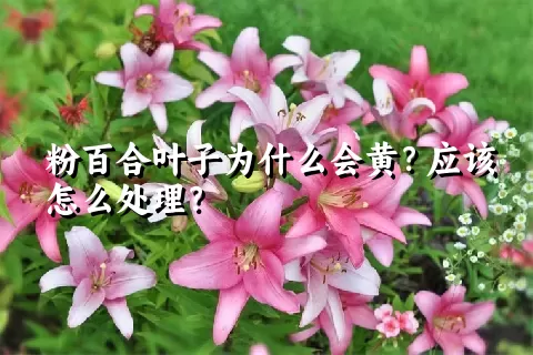 粉百合叶子为什么会黄？应该怎么处理？