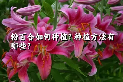 粉百合如何种植？种植方法有哪些？