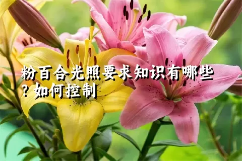 粉百合光照要求知识有哪些？如何控制