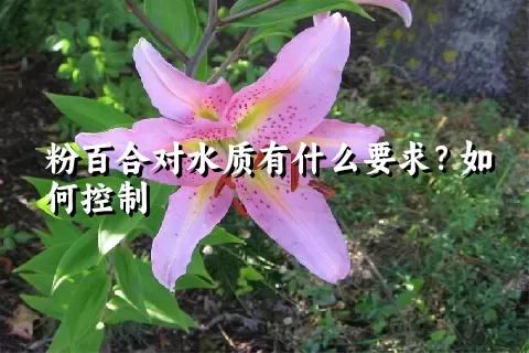 粉百合对水质有什么要求？如何控制