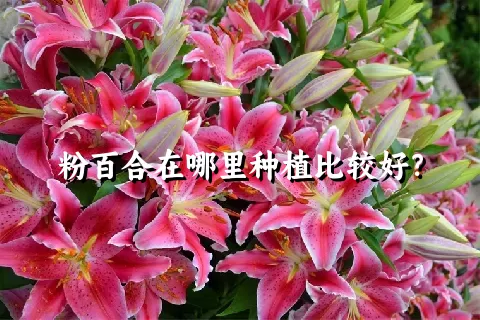 粉百合在哪里种植比较好？