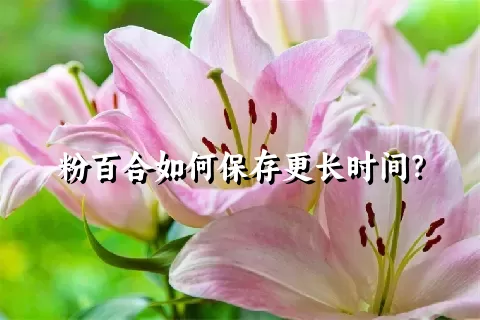 粉百合如何保存更长时间？