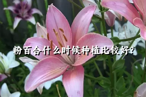 粉百合什么时候种植比较好？