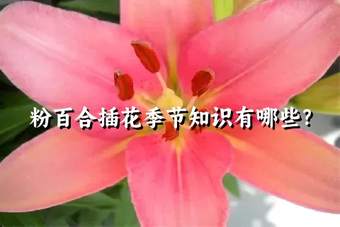 粉百合插花季节知识有哪些？