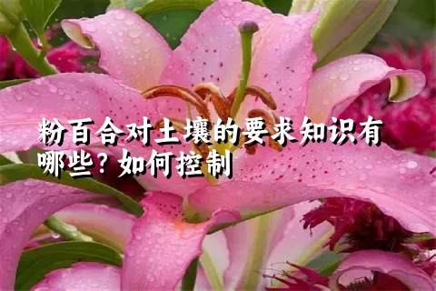 粉百合对土壤的要求知识有哪些？如何控制