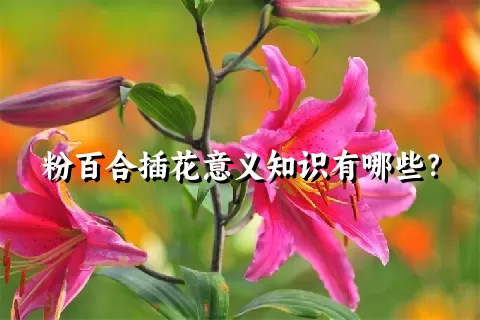 粉百合插花意义知识有哪些？