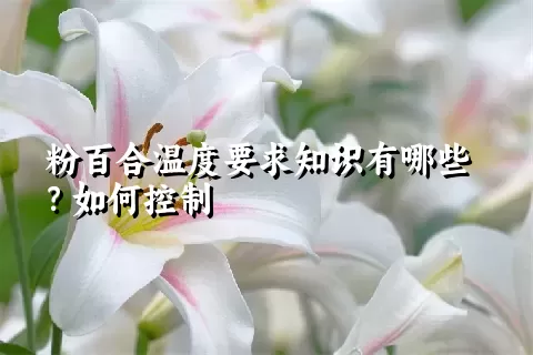 粉百合温度要求知识有哪些？如何控制