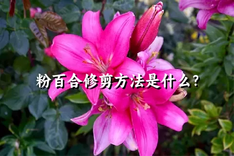 粉百合修剪方法是什么？