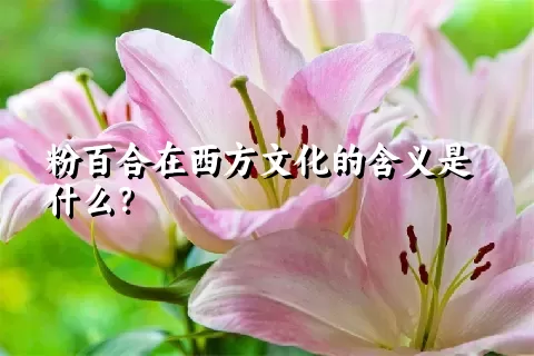 粉百合在西方文化的含义是什么？