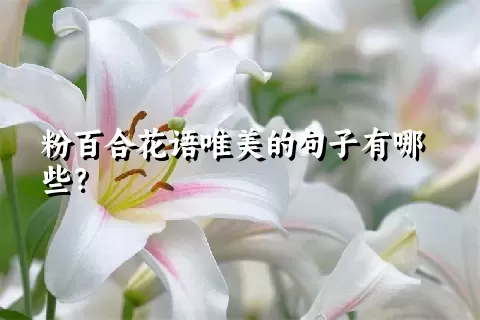 粉百合花语唯美的句子有哪些？