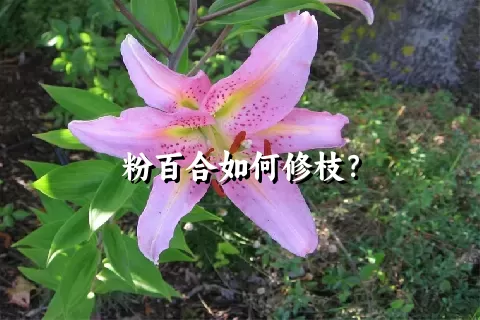 粉百合如何修枝？