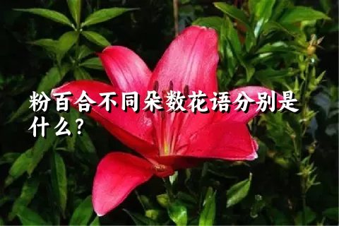 粉百合不同朵数花语分别是什么？