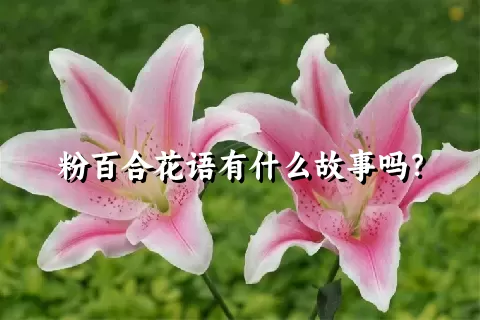 粉百合花语有什么故事吗？