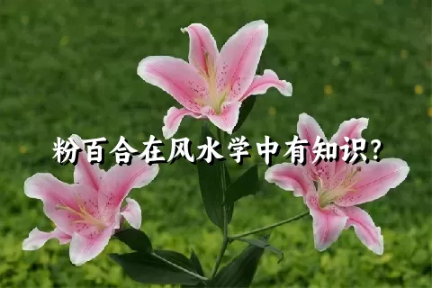 粉百合在风水学中有知识？