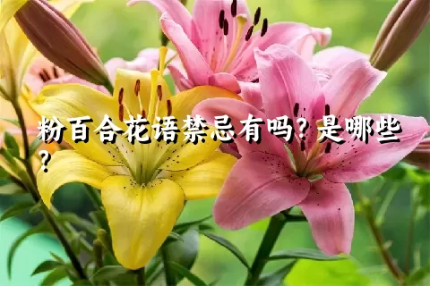 粉百合花语禁忌有吗？是哪些？