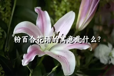 粉百合花语的寓意是什么？