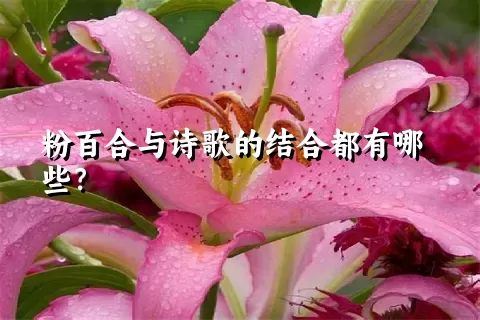 粉百合与诗歌的结合都有哪些？