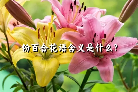 粉百合花语含义是什么？