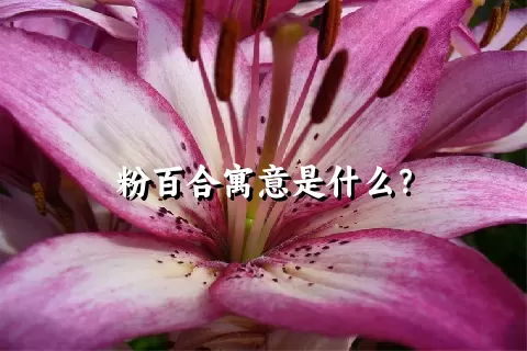 粉百合寓意是什么？