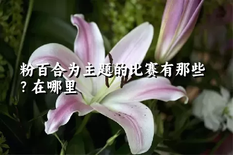 粉百合为主题的比赛有那些？在哪里