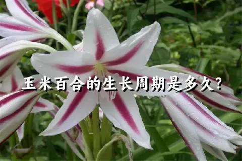 玉米百合的生长周期是多久？