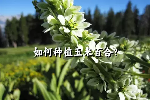 如何种植玉米百合？