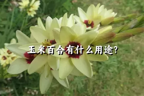 玉米百合有什么用途？