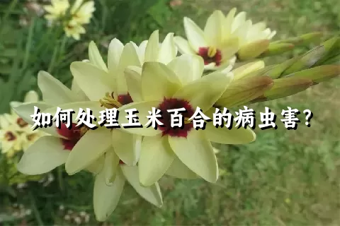 如何处理玉米百合的病虫害？