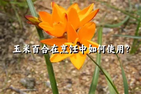 玉米百合在烹饪中如何使用？