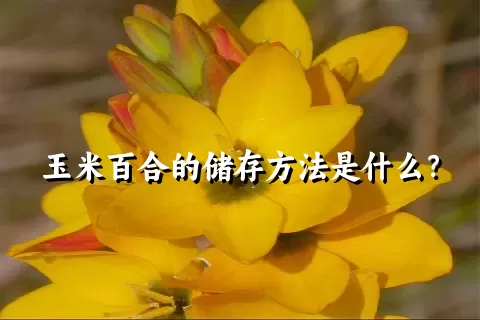 玉米百合的储存方法是什么？