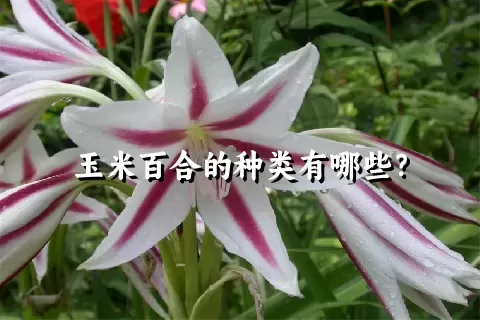 玉米百合的种类有哪些？