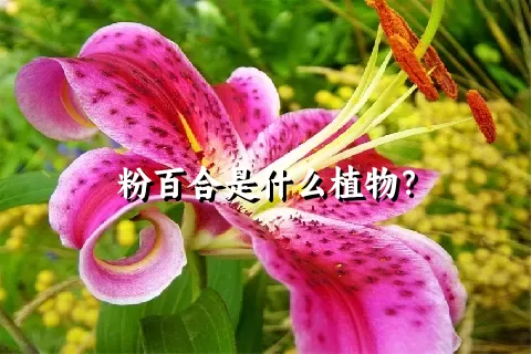 粉百合是什么植物？