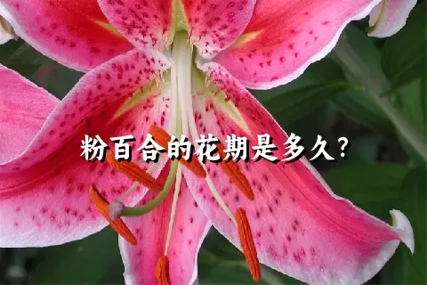 粉百合的花期是多久？