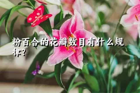 粉百合的花瓣数目有什么规律？