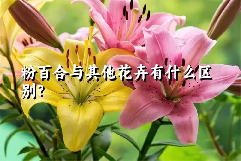 粉百合与其他花卉有什么区别？