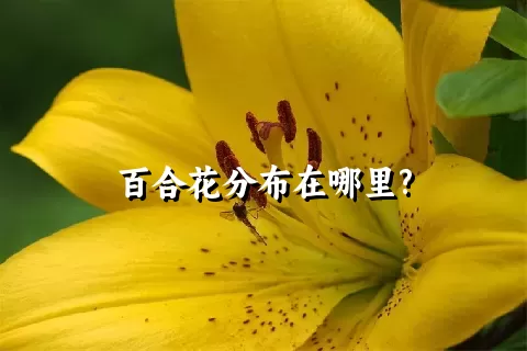 百合花分布在哪里?